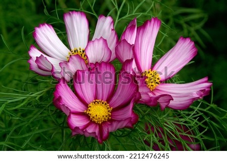 Cosmos bipinnatus 'Candy Stripe' is an annual Asteraceae with pink flowers Royalty-Free Stock Photo #2212476245