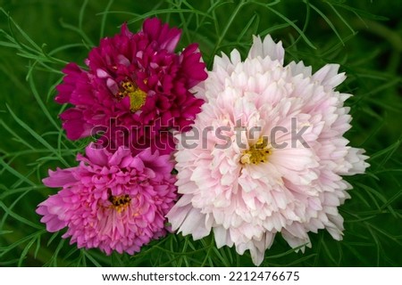 Cosmos bipinnatus 'Double Click' is an annual Asteraceae with pink and purple flowers Royalty-Free Stock Photo #2212476675