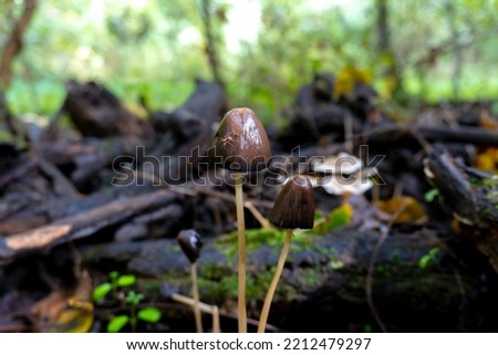 Mushroom in a natural background . High quality photo