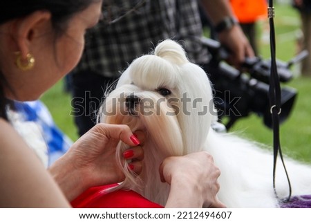 Small breed cute dogs (Maltese and Yorkshire Terriers) who are well-groomed are preparing for a beauty contest. Royalty-Free Stock Photo #2212494607