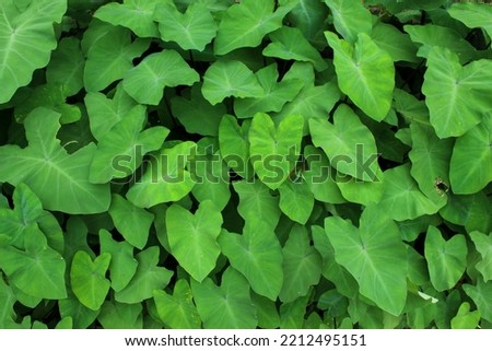 group of taro plants with the scientific name Colocasia esculenta. green leaf. for background