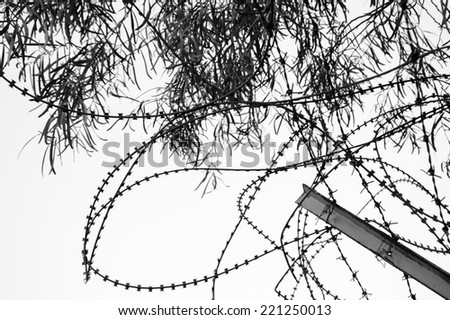 Rusty barbed and a tree. War and imprisonment concepts. Aged photo. Black and white..