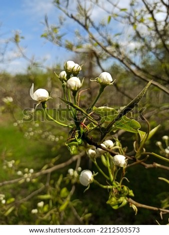 Blooming apple tree on a blurred natural background.  