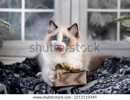 cat white ragdoll with blue eyes playing with a Christmas present in a box