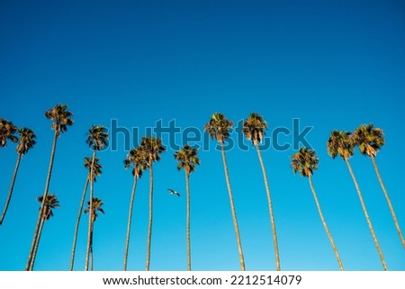 Palm tree row with seagull in Santa Barbara beach area. Vibrant background for tropical authentic california atmosphere background with copy space Nature travel landscape background