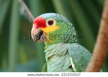 Portrait of beautiful Red-lored Amazon Parrot in Mexico on green blurry background behind the branch. High quality photo