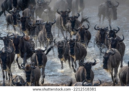 Blue wildebeest, brindled gnu (Connochaetes taurinus) herd coming down the riverbank to cross the Mara river, Serengeti national park, Tanzania. Royalty-Free Stock Photo #2212518381
