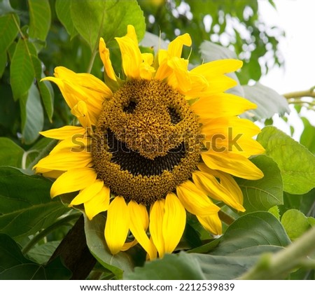 Close up macro view cute old village flora leaf day art large oil seed helianthus isolated white park sun backdrop scene. Bright gold orange drawn big ripe eco bio logo kid child sunny text space card