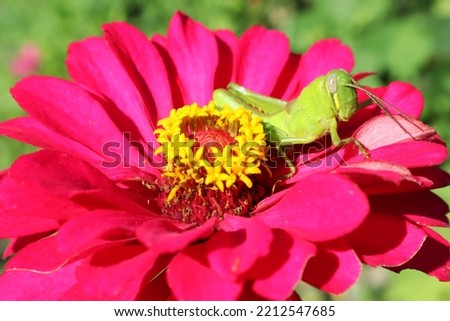 A green grasshopper, crawling on a red flower in the wild in the morning, looks very beautiful.