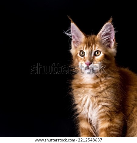 Adorable shot of solid red Maine Coon cat kitten, sitting up.The largest cat.Isolated on a black background.Maine Coon looking at the camera