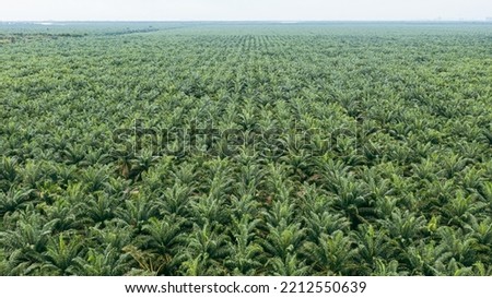 Aerial view, directly above a palm oil plantation in Malaysia. Kilometers of monoculture landscape, the coast of Malaysia on the strait of Malacca. Panorama view of palm oil plantation. Agriculture  Royalty-Free Stock Photo #2212550639