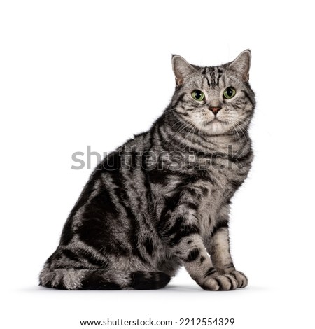 Handsome adult British Shorthair cat, sitting up side ways. Looking towards camera with mesmerizing green eyes. Isolated on a white background.
