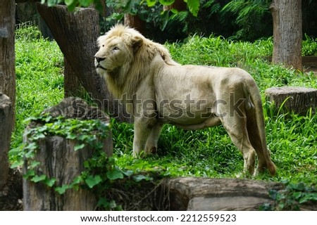 African lion animal kingdom big cats in green grass of forest.                               Royalty-Free Stock Photo #2212559523