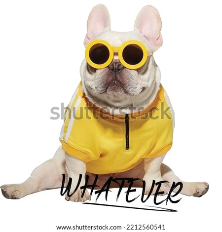 dog with yellow glasses, written, white glasses, cute dog
