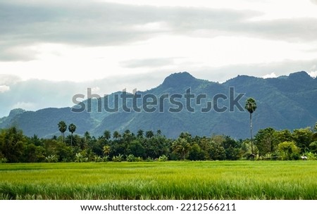 Green rice field with mountain background under cloudy sky after rain in rainy season, panoramic view rice .