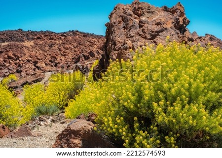 amassing volcanic landscape with rocks and yellow endemic plants_Minas de San José_Teide National Park_Tenerife_Canary Island_spain Royalty-Free Stock Photo #2212574593