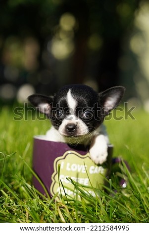 A funny, quirky, small, black and white chihuahua puppy, sitting in a purple cup against a background in green grass. Close up