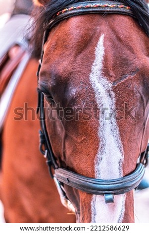 Frontal picture of a horse's head