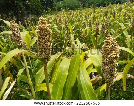 natural millet or Sorghum an important cereal crop in farming land are ready for harvest 