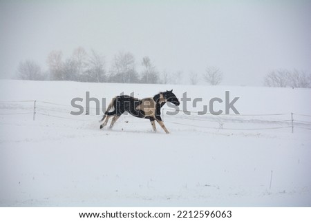 A horse gallops in the pasture in winter, with a lot of snow and blizzard