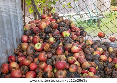 Rotten apples thrown in the garbage can, fruit composter on the farm.