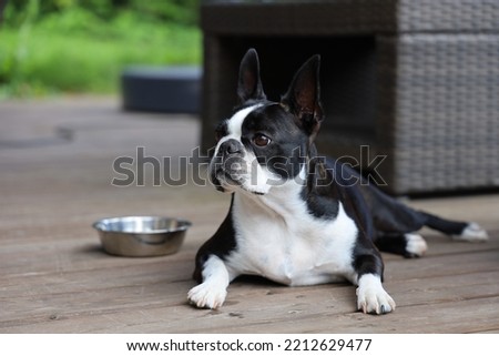 Boston terrier resting in terrace 