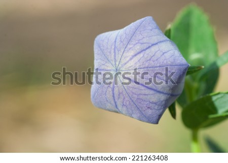 The close up picture of small flower.