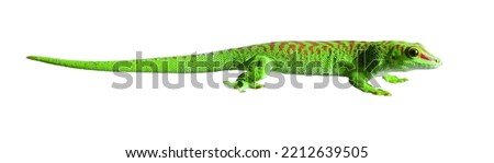 Phelsuma grandis green gecko on a white background Royalty-Free Stock Photo #2212639505