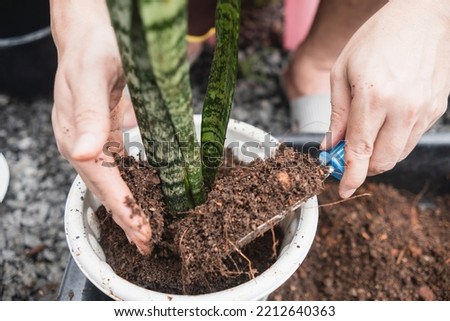 Putting soil into pots to plant dragon tongue, snake plant, into white pots, Concept of Home grown produce.