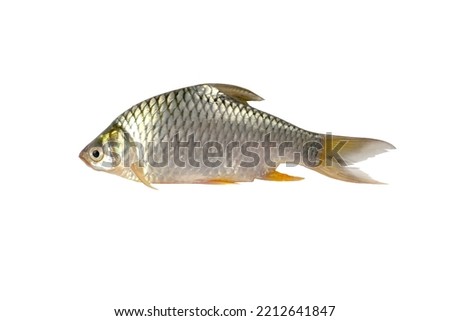 Freshwater fish isolated on white background closeup. The Prussian carp, silver Prussian carp. Royalty-Free Stock Photo #2212641847