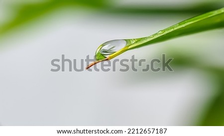 Beautiful transparent water drop on green leaf macro. Beautiful artistic image of nature environment in spring or summer.