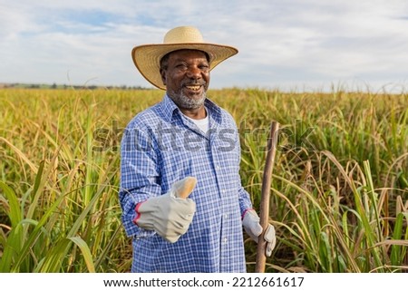 Black farmer happy with sugar cane crop making thumbs up with hand and smiling. Brazilian farmer. Sugarcane farm. Positive gesture.