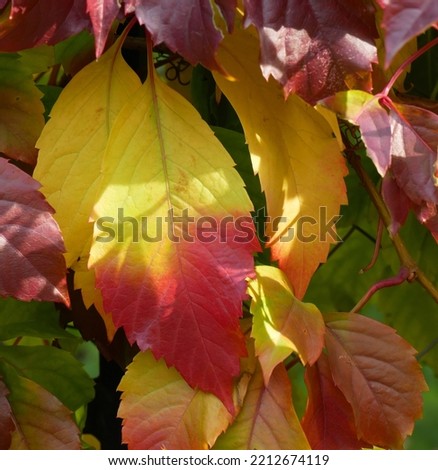 Fall leaf with spectacular gradient from yellow to dark red on blurry background of other leaves. Shadows, sun flares. Excellent backdrop  for autumn design. Focus on foreground. Vertical photo.
