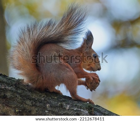 Squirrel sits on a tree with a nut