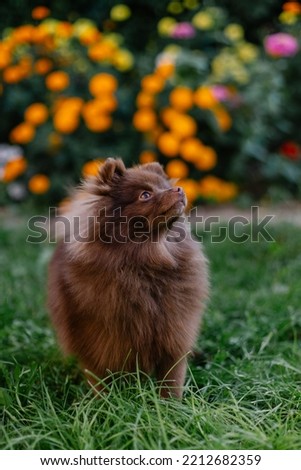 Beautiful mini dog pomeranian brown chocolate color. Purebred puppy portrait. Cheerful friendly little dog smiles. Summer walk with the animal. Calendar with pets. Spitz on the green grass in garden Royalty-Free Stock Photo #2212682359