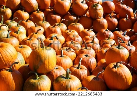 Freshly picked colorful squashes and pumpkins on display at the farmers market
