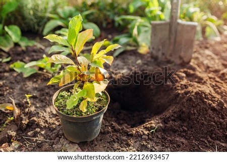 Preparation for planting magnolia into soil. Small tree in container ready for transplanting in fall garden. Digging hole with shovel