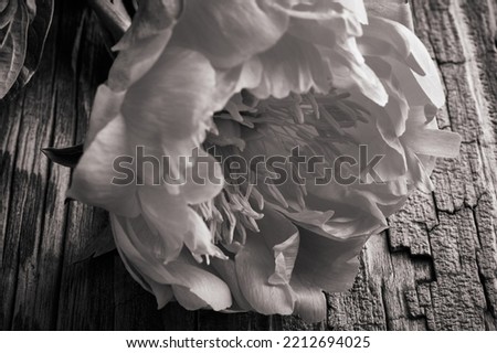 Flowers of dry peony on a vintage wooden planks backdrop