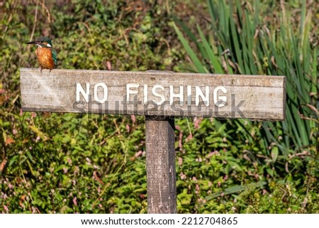Kingfisher on No Fishing sign