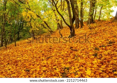 A huge amount of yellowed and orange maple leaves (Acer) and ebu (Quercus) in the city park in autumn, the slope of a small mountain