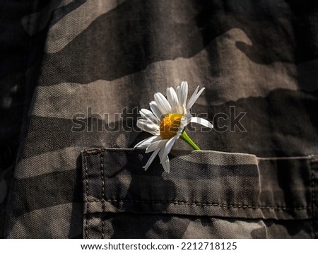 Chamomile in the pocket of a military shirt.