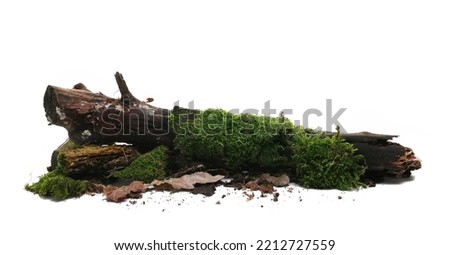Rotten wet branch with green moss and lichen, leaves isolated on white Royalty-Free Stock Photo #2212727559