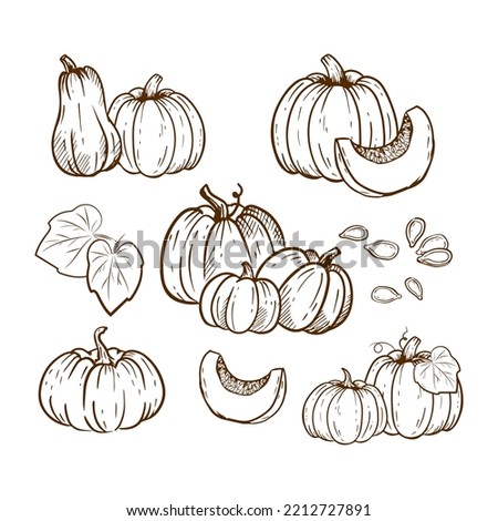 Hand drawn set of pumpkin sketch isolated on white background.Ink drawing.Illustration for menu, farmers markets, print. 
Pumpkins retro vintage. Vector illustration.
