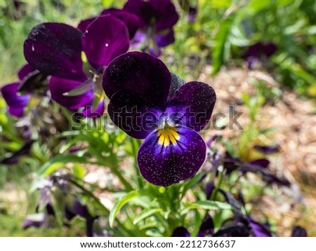 Close-up shot of the viola tricolor flowering with dark purple and lavender flower in the garden in spring Royalty-Free Stock Photo #2212736637