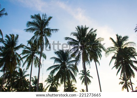 Coconut tree  and sky