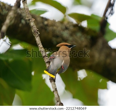 Cedar waxwing resting on tree branch, it is a Plump, smooth-plumaged bird with distinctive thin, high-pitched call. Adults have a sleek crest, black mask Royalty-Free Stock Photo #2212748069