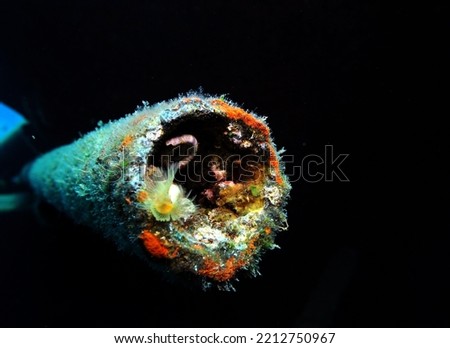 marine invertebrates including peacock worm living on a cargo of metal pipes on a ship wreck