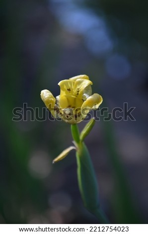 Close up pictures of yellow flower