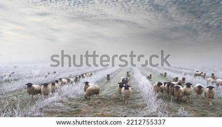 weed control with herd of sheep in the snow. Grazing Animals, Sheep Herd in a plantation of Aronia shrubs, chokeberry - fruits. freezing rain storm with fog in Winter frosty landscape covered by ice  Royalty-Free Stock Photo #2212755337