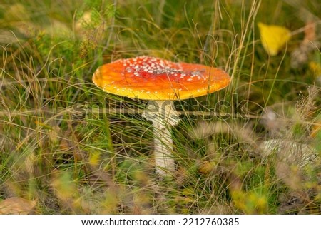 Poisonous fly agaric fly amanita mushroom in the central European forest. Sunny autumn beautiful day